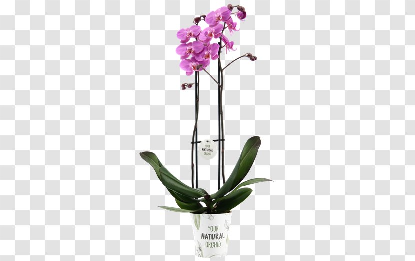 Moth Orchids Dendrobium Flora Cattleya Cut Flowers Transparent PNG