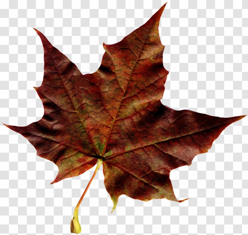 Maple Leaf Autumn - Flag Of Canada - Orange Transparent PNG