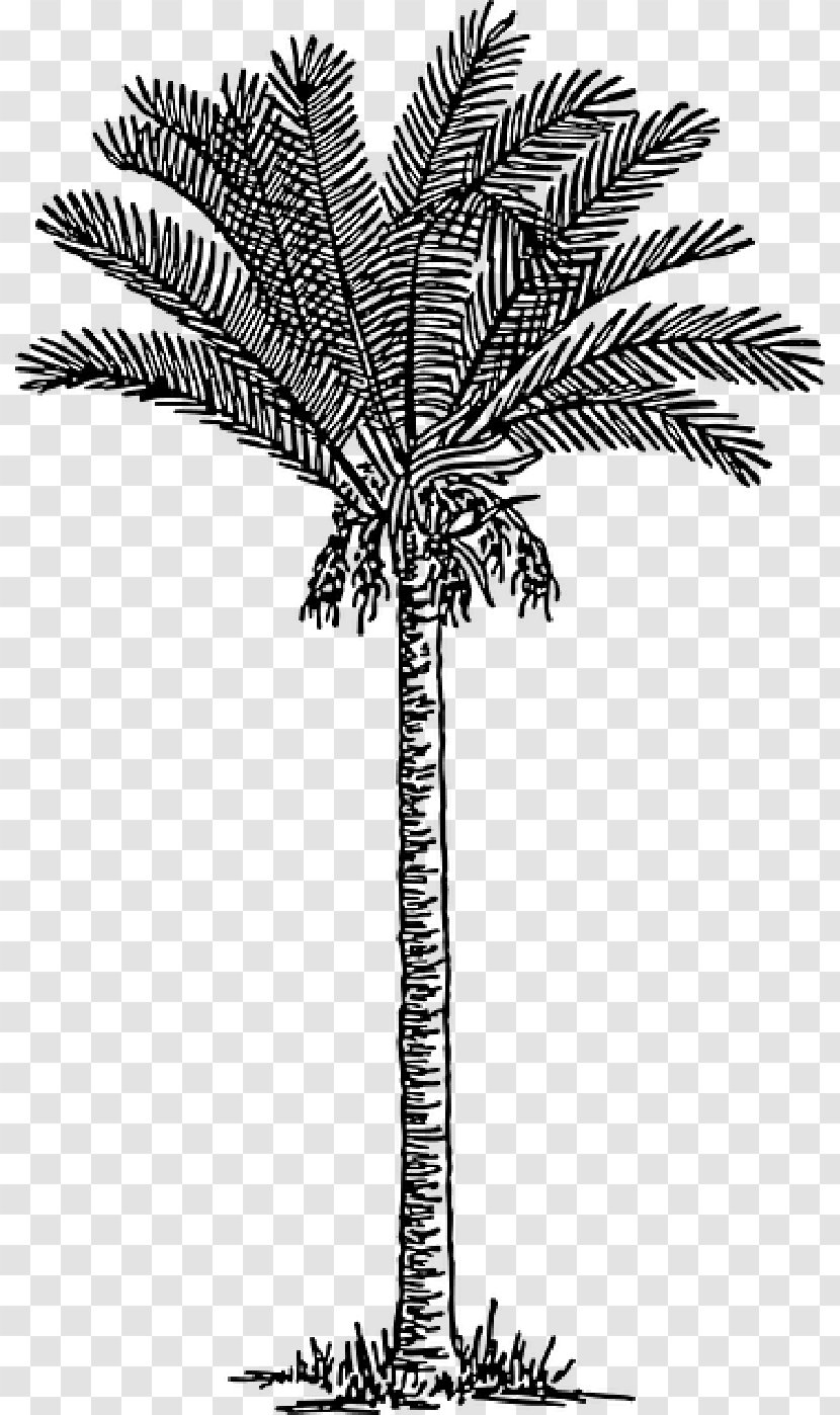 Date Palm Trees Drawing Clip Art Image - Tree - Desert Transparent PNG