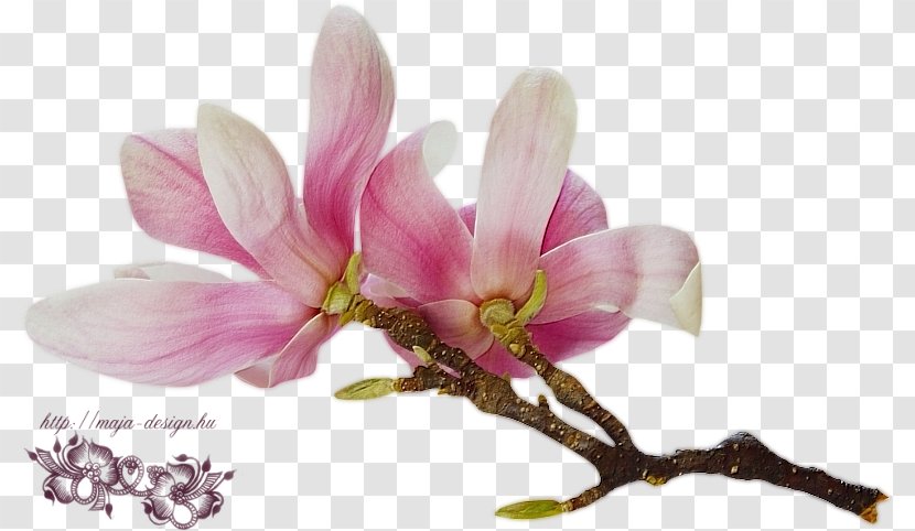 Magnolia Flower Stock Photography Desktop Wallpaper Daylily Transparent PNG