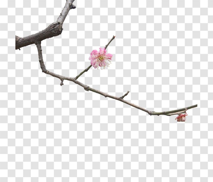 Twig Plum Blossom Branch - Plant Stem - Flower Transparent PNG