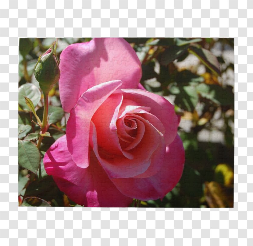 Floribunda Cabbage Rose Garden Roses Memorial Sasanqua Camellia - Excited Crossword Clue Transparent PNG