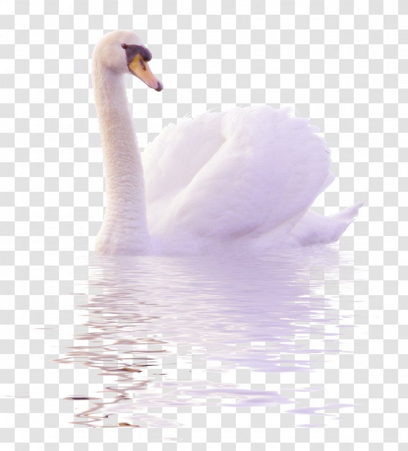 Cygnini Duck Clip Art - White - Swans Swim In The Water To Pull Free Image Transparent PNG