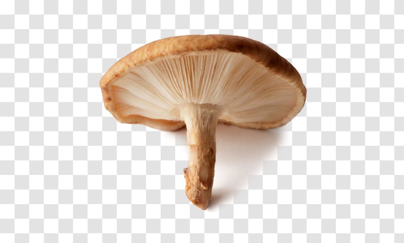 Pleurotus Eryngii Shiitake Edible Mushroom Common - Agaricaceae Transparent PNG