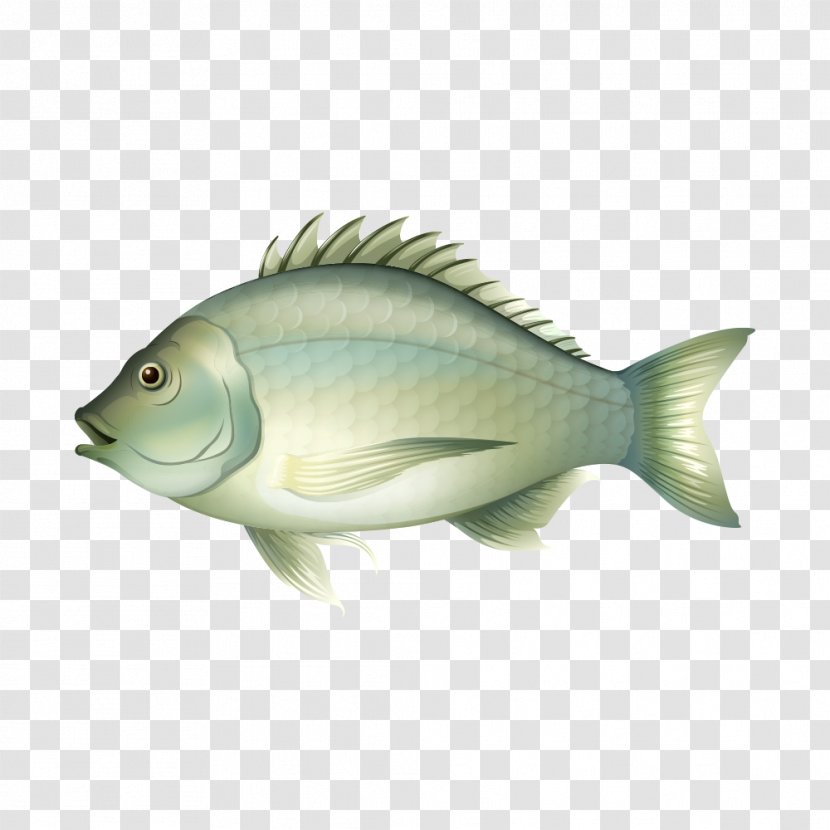 Fishing Illustration - Organism - Fat Gray Fish Transparent PNG