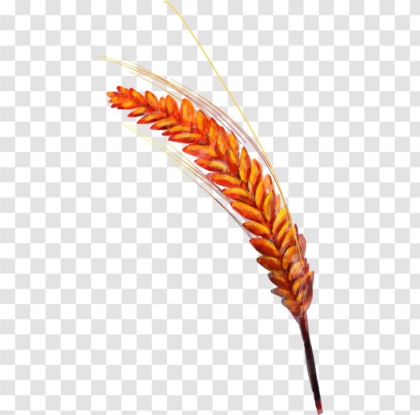 Common Wheat Golden Rice Transparent PNG