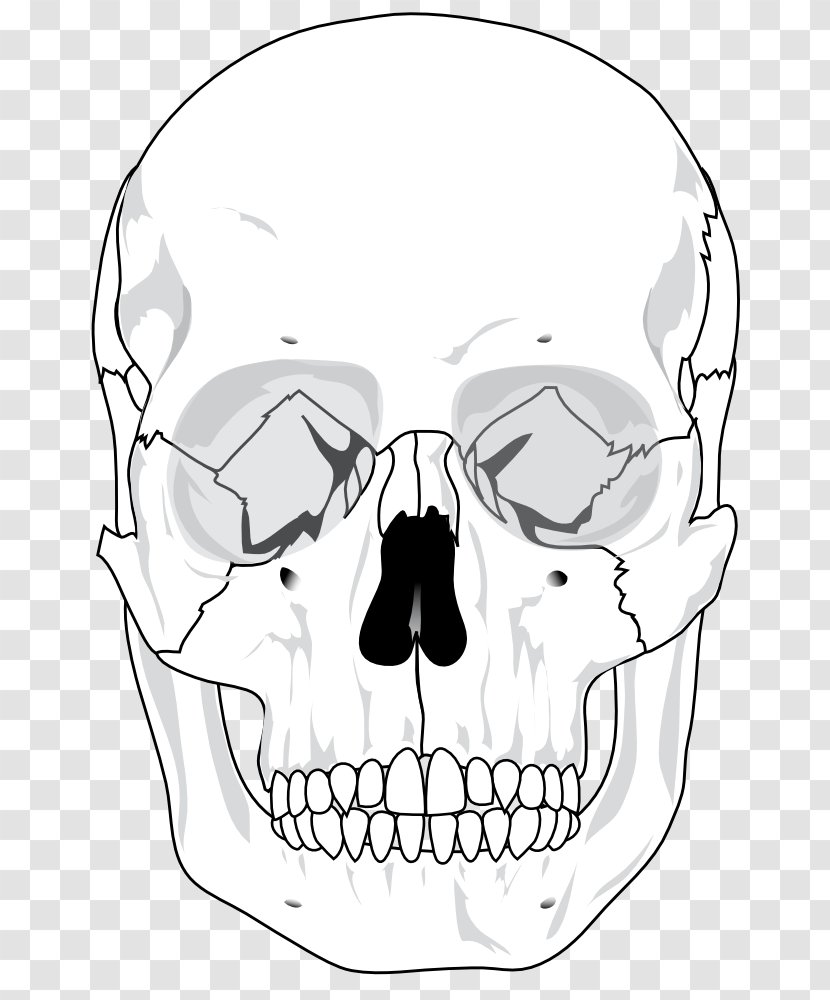 Skull Human Skeleton Anatomy Bone Diagram - Heads Pictures Transparent PNG