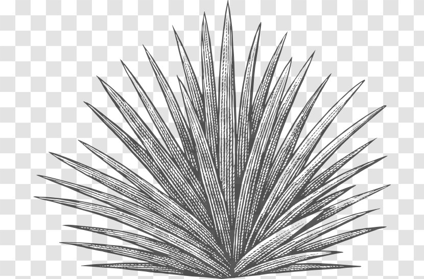 Drawing Tree - Agave Azul - Perennial Plant Blackandwhite Transparent PNG