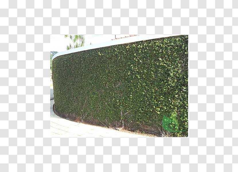 Hedge Green Rectangle - Garden Plan Transparent PNG