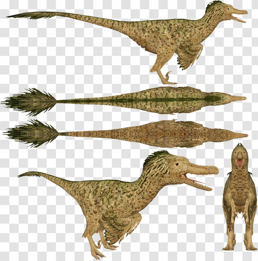 Velociraptor Dromaeosaurus Zoo Tycoon: Dinosaur Digs Utahraptor - Tycoon 2 Transparent PNG
