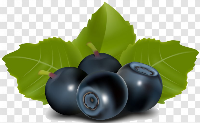 Tea Leaf - Plant - Superfood Chokeberry Transparent PNG