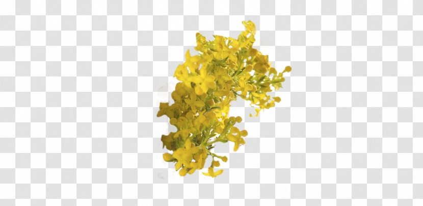 Solidago Virgaurea Excretory System Plant Urine Health - Verge Transparent PNG