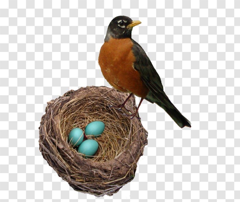 The Robin's Nest Bellingham Marketplace American Robin Bird Person - Emberizidae Transparent PNG