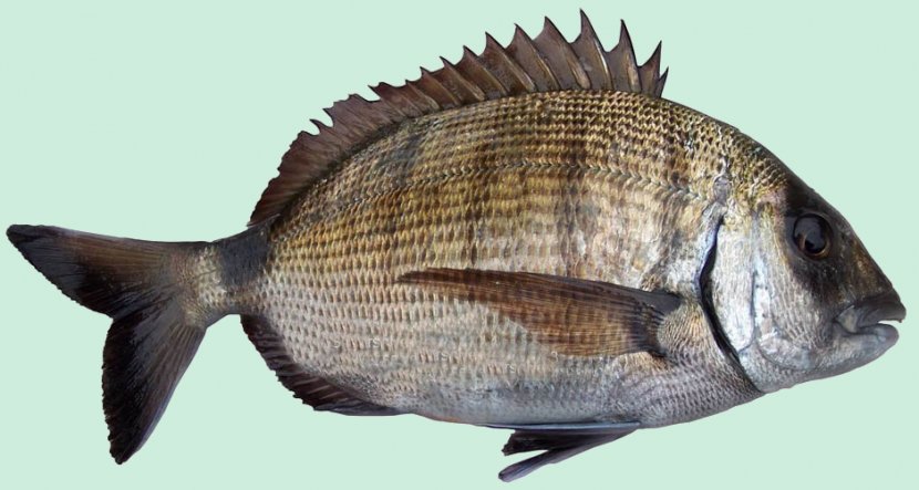 Tilapia Sheephead Bream Fish Products Sar - Fauna Transparent PNG