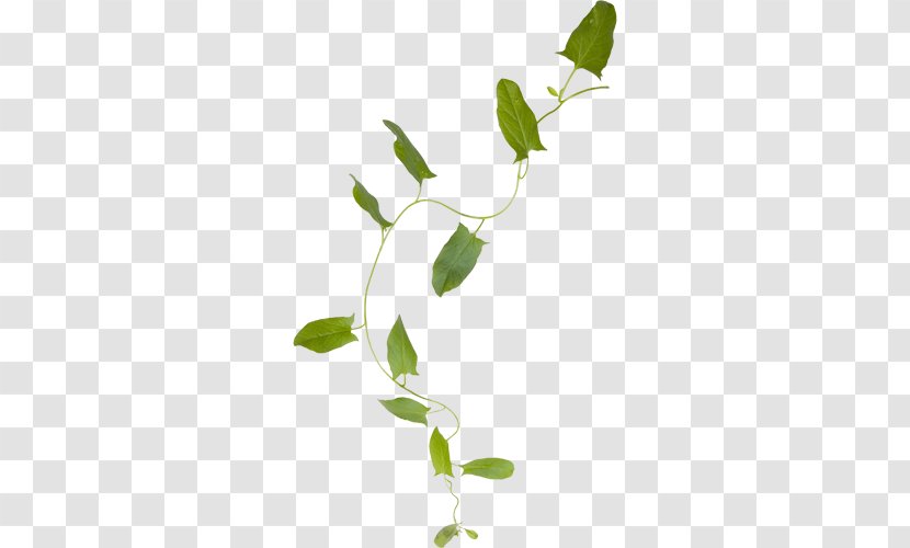 Leaf Flower Plant Stem Clip Art Transparent PNG