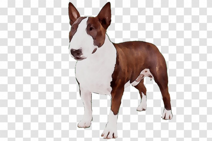 Miniature Bull Terrier And Dog Breed American Pit - Animal Transparent PNG
