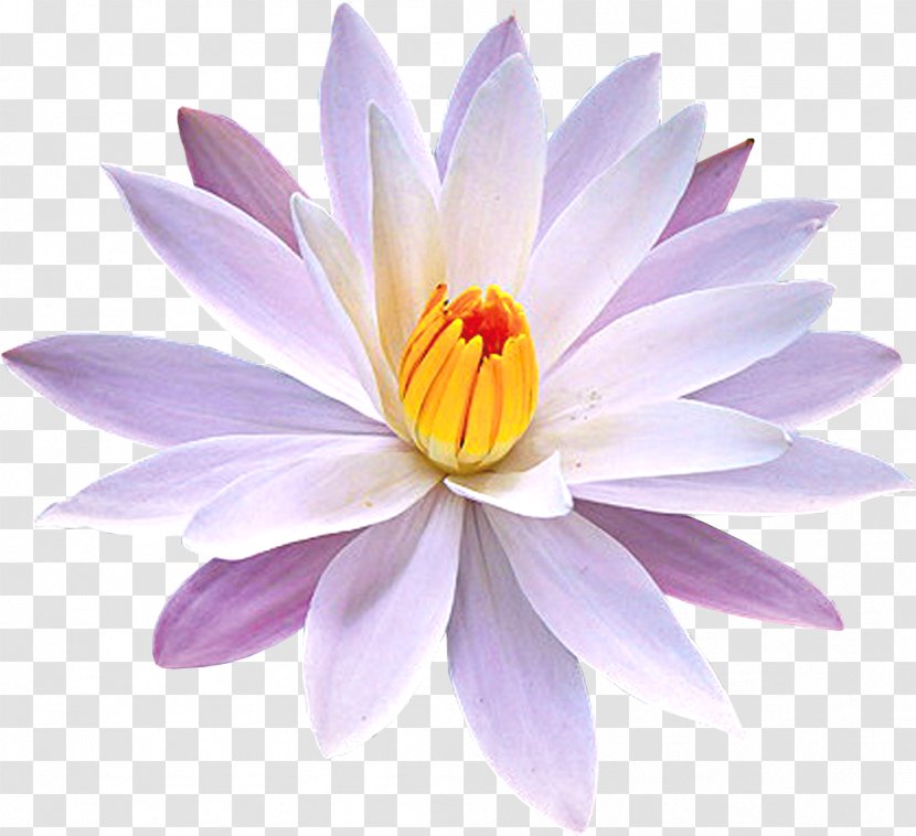 Water Lilies Nymphaea Lotus Petal Nelumbo Nucifera Yellow Water-lily - Garden Transparent PNG