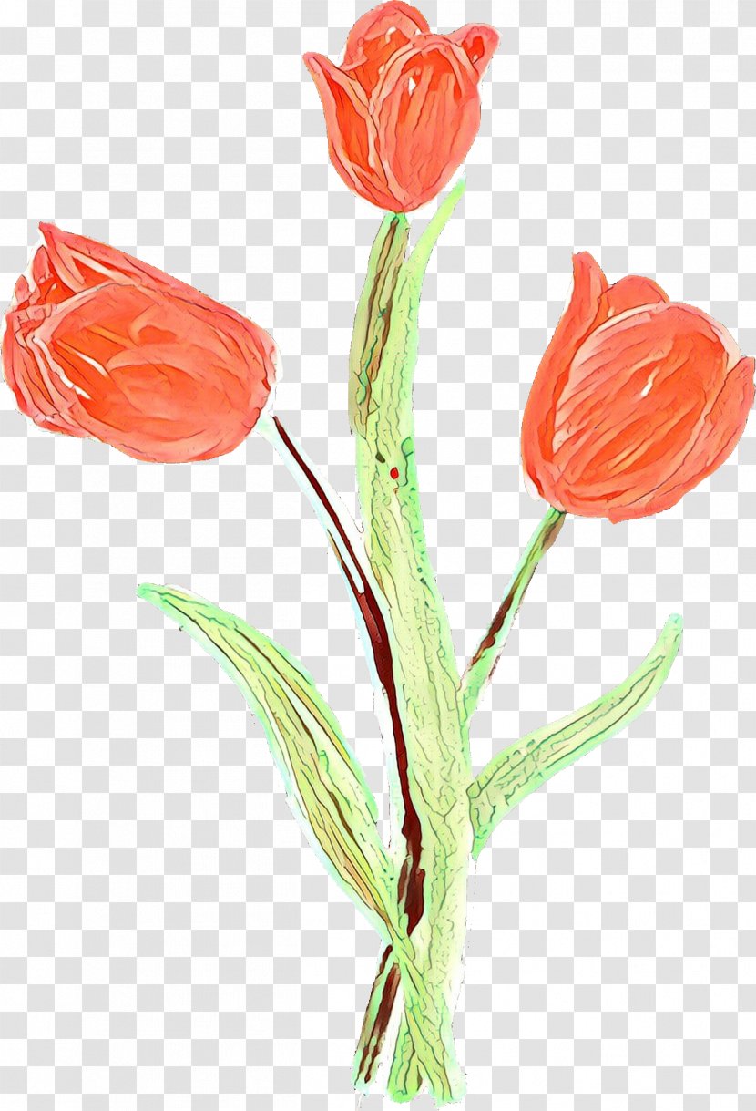 Watercolor Floral Background - Flower - Lily Family Bud Transparent PNG