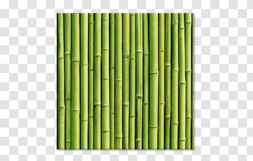 Tropical Woody Bamboos Paper Bamboo Forest Lucky Wallpaper - Wall Decal - Grass Transparent PNG