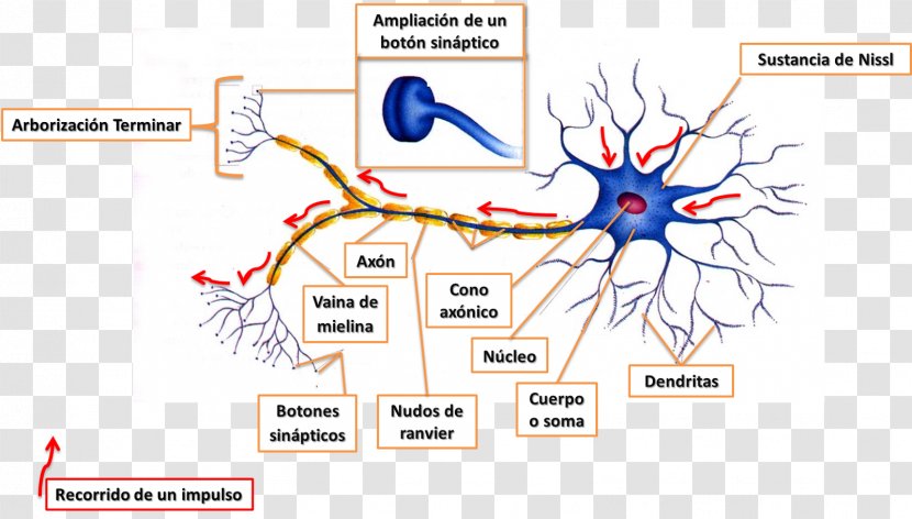 Nervous Tissue Central System Neuron Peripheral - Watercolor - Neurons Transparent PNG