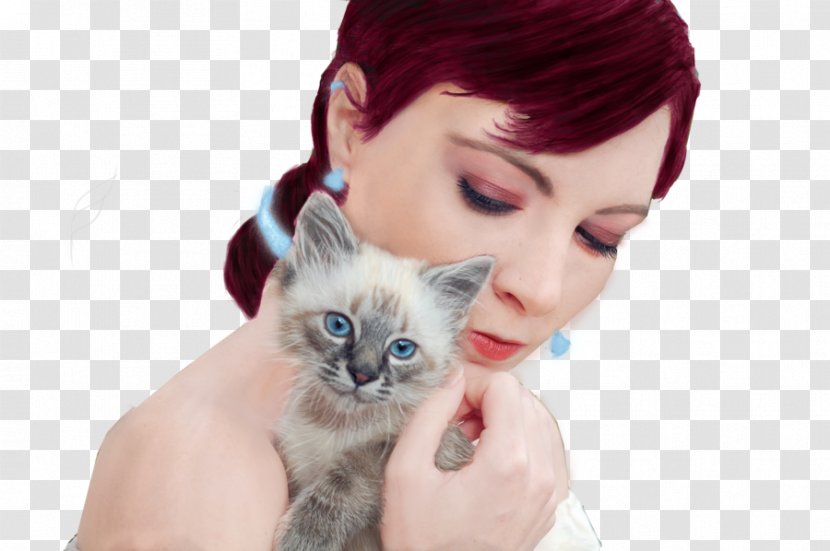 Kitten Whiskers Cat Eye Ear - Small To Mediumsized Cats Transparent PNG