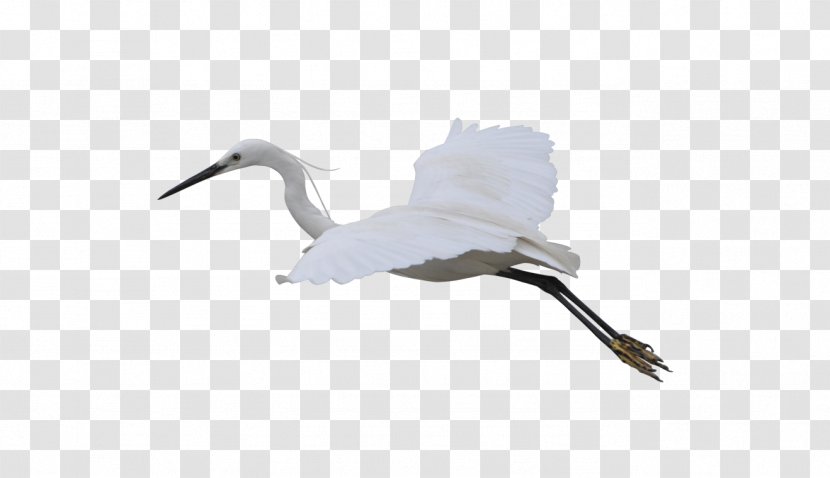 Crane Bird Computer File - Redcrowned - Flying Transparent PNG