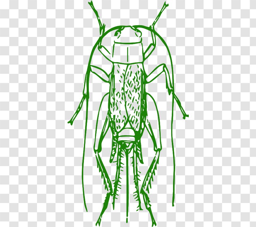 Pharmore Pest Control Drawing Clip Art - Biology - Cricket Transparent PNG