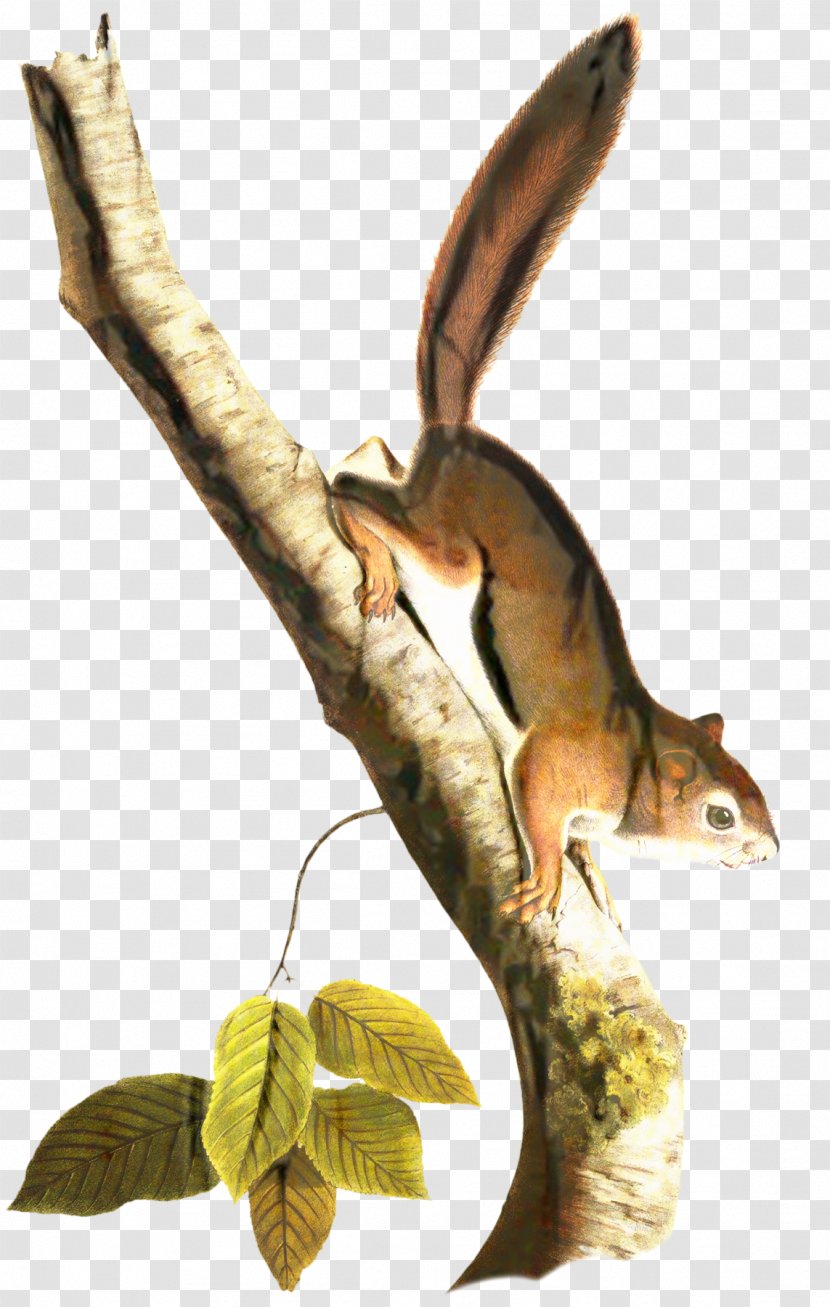 Animal Cartoon - Squirrel - Wildlife Plant Transparent PNG