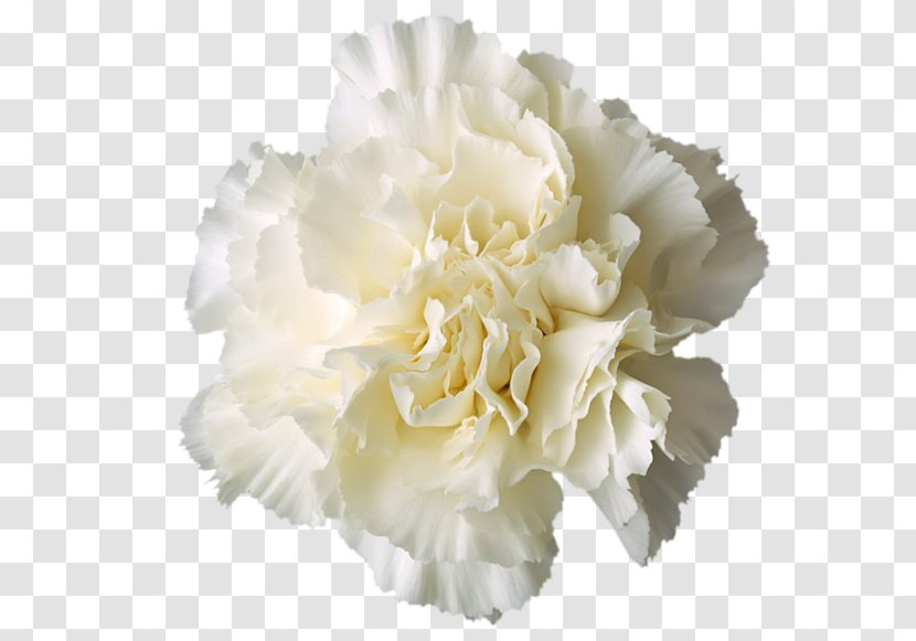 Carnation Boutonnière White - Flower Transparent PNG