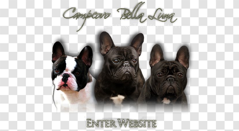 French Bulldog Toy Dog Breed Companion - Puppy Transparent PNG