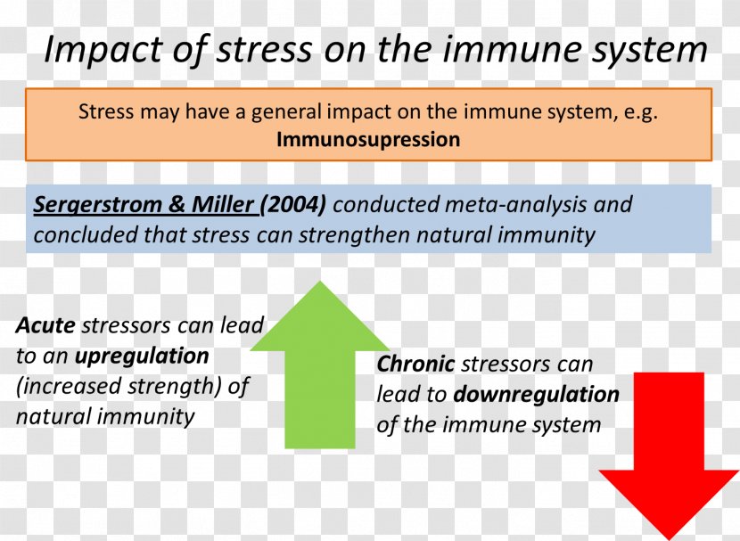 Document Line Angle Organization Brand - Parallel - Immune System Transparent PNG