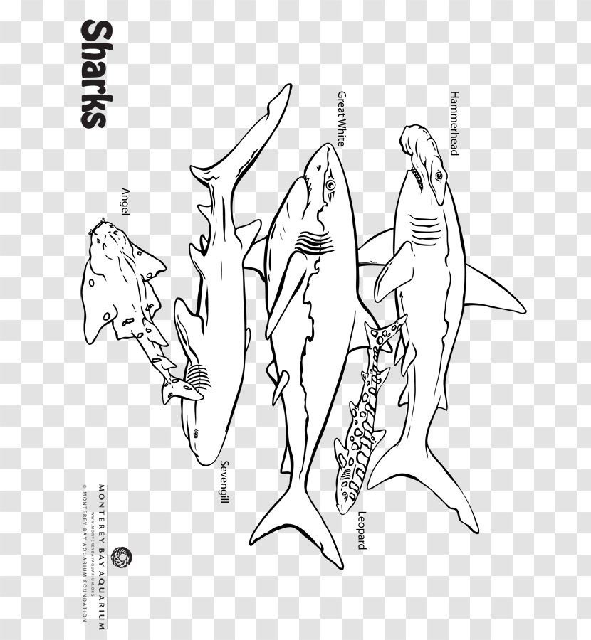 Sketch Finger Illustration Line Art Drawing - Watercolor - Sea Anemones Transparent PNG