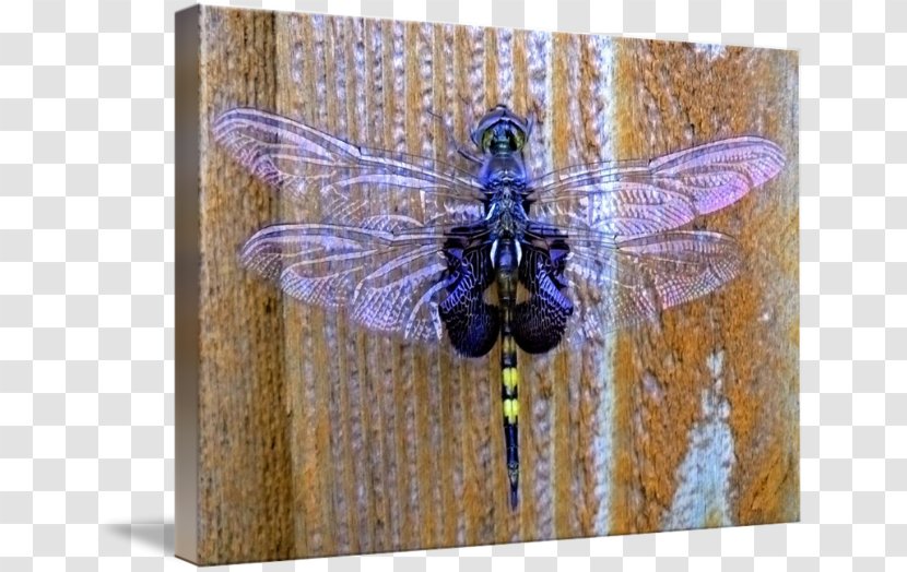 Dragonfly Insect Pollinator - Arthropod Transparent PNG