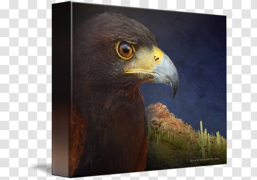 Eagle Hawk Fauna Beak Falcon Transparent PNG