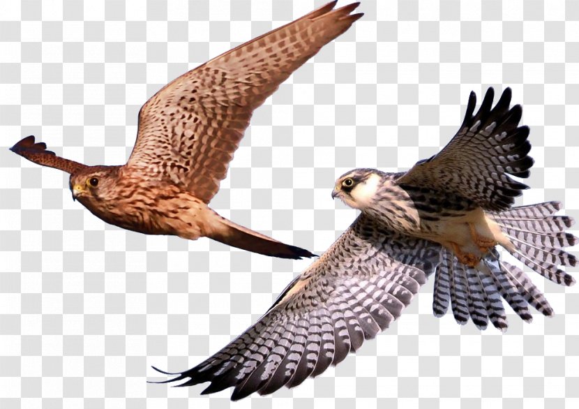 Bird Hawk Eagle Falcon - Birds Animals Transparent PNG