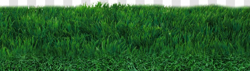 Lawn Football Pitch Artificial Turf - Paddy Field - Transparent Transparent PNG