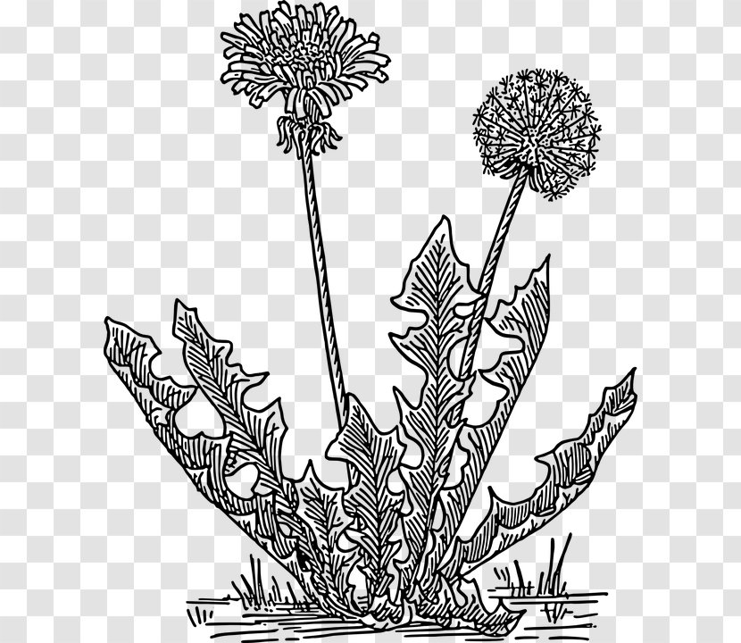 Clip Art - Lawn - Flowering Plant Transparent PNG