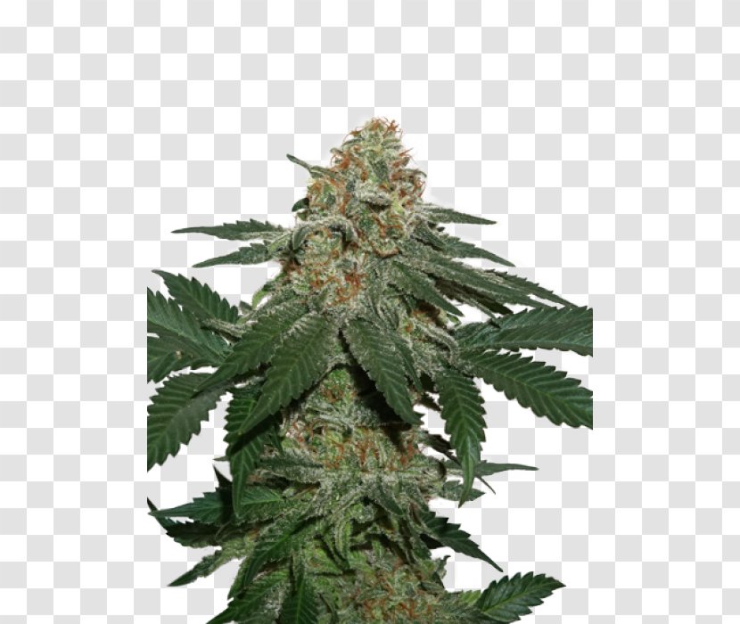 Kush Autoflowering Cannabis Seed Medical - Tetrahydrocannabinol - White Widow X Big Bud Transparent PNG