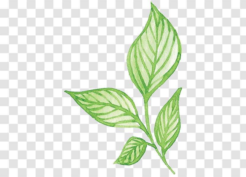 Plant Green Leaf Flower - Color Transparent PNG
