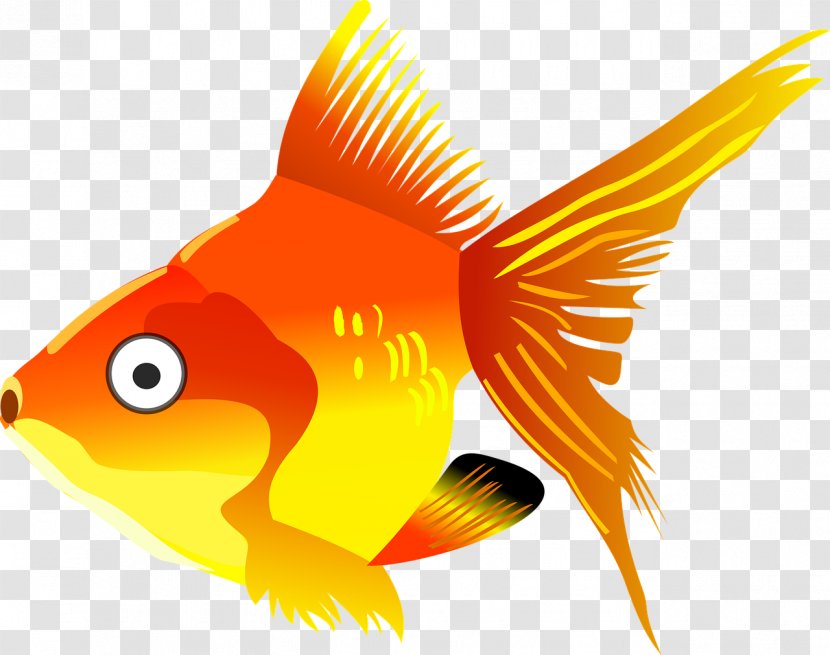 Goldfish Koi Cartoon - Gold - Fish Transparent PNG