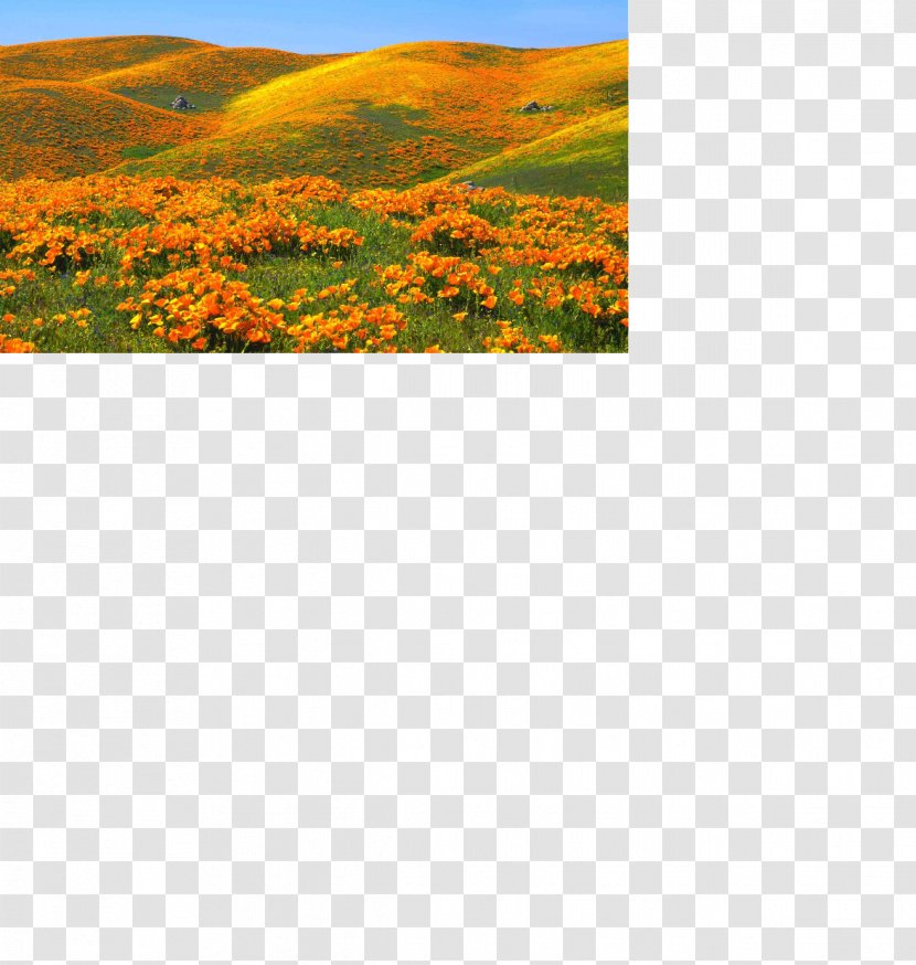 California Poppy Desktop Wallpaper Landscape - Hill - Flower Transparent PNG
