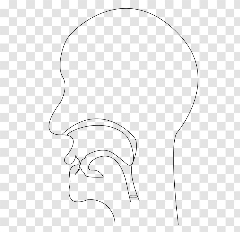 Drawing Line Art - Heart - Section Vector Transparent PNG