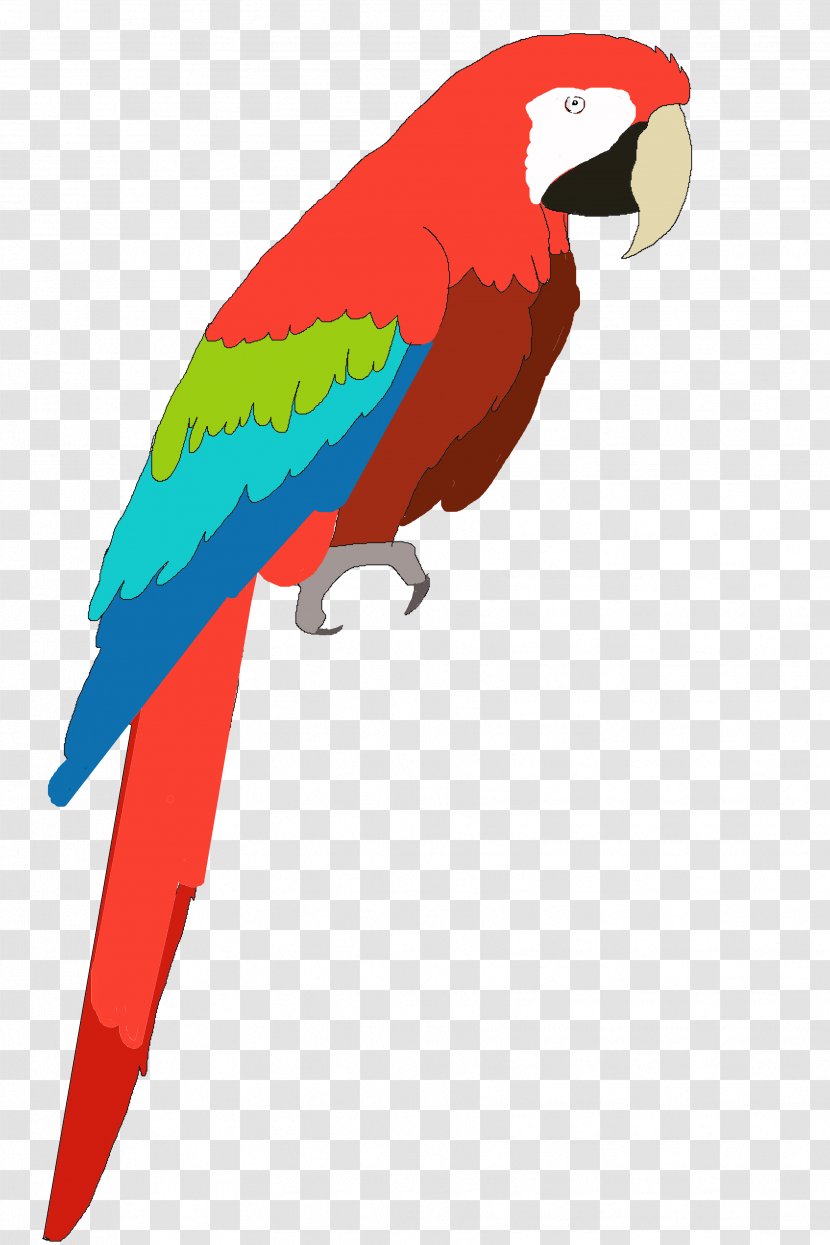 Parrot Bird Vertebrate Macaw Beak - Pirate Transparent PNG