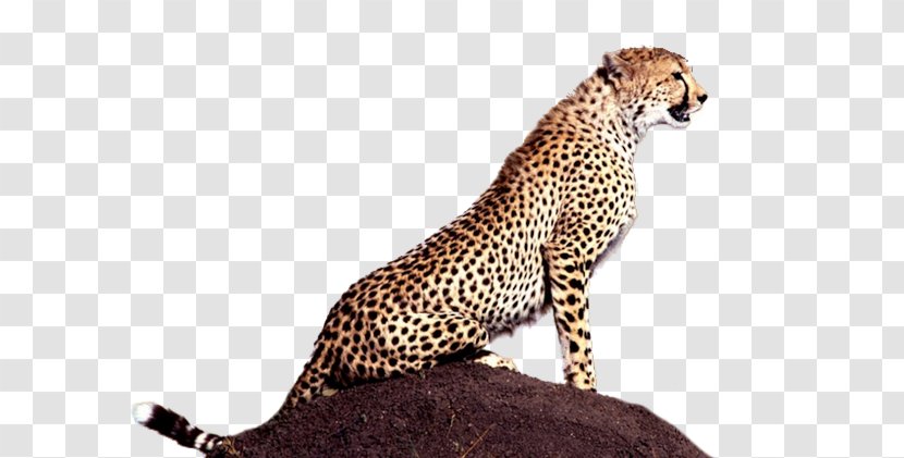 Cheetah Animal Mind Carnivora Big Cat - Cartoon Transparent PNG