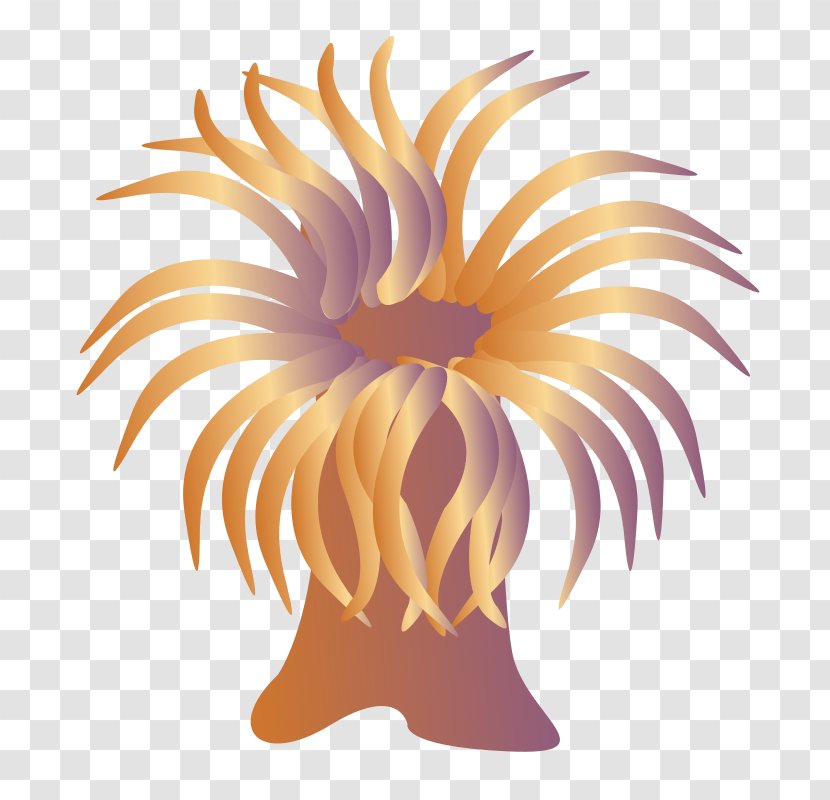 Sea Anemone Cartoon Clip Art - Flower Transparent PNG