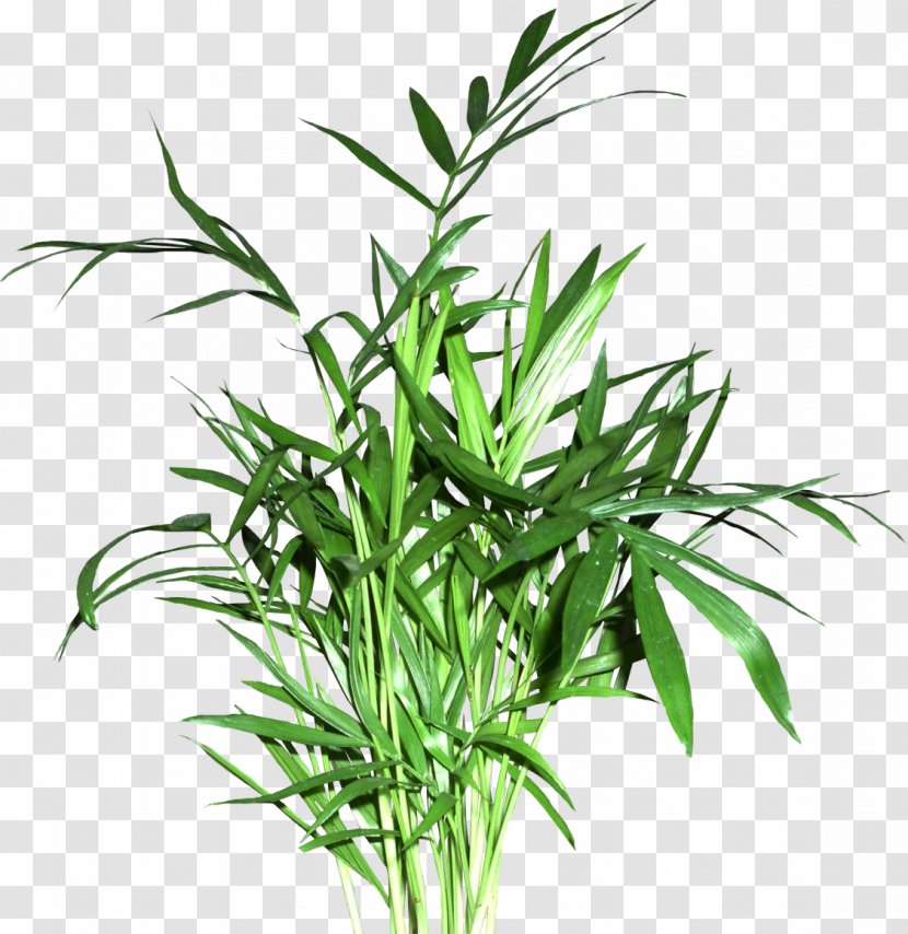 Sweet Grass Flowerpot Plant Stem Grasses Tree Transparent PNG