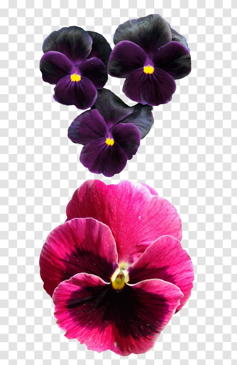 Pansy Violet Flower Drawing - Magenta Transparent PNG