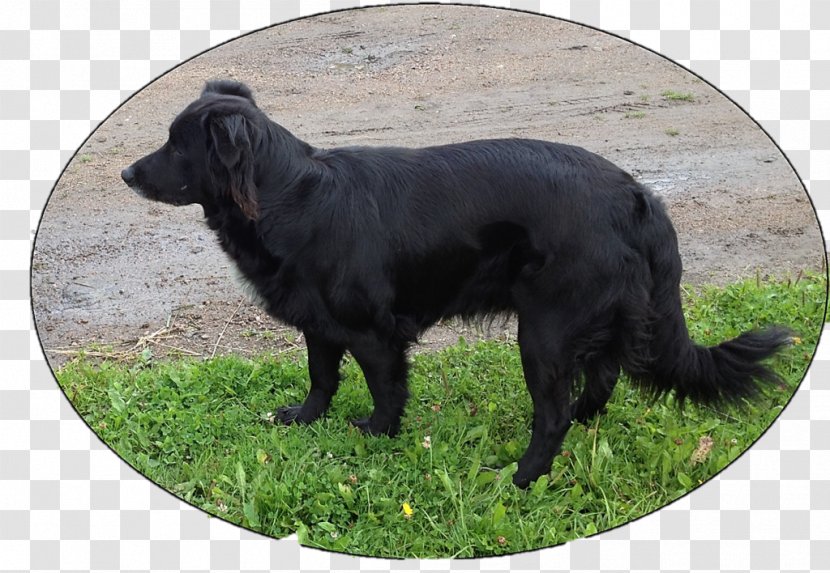 Flat-Coated Retriever Dog Breed Sporting Group - Stork Transparent PNG