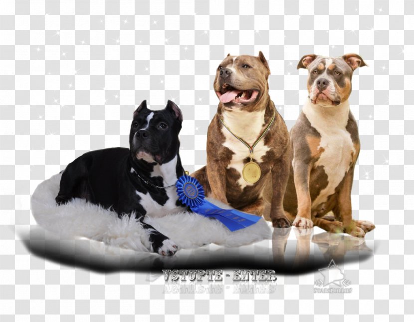 Dog Breed American Bully Puppy United States - Like Mammal Transparent PNG