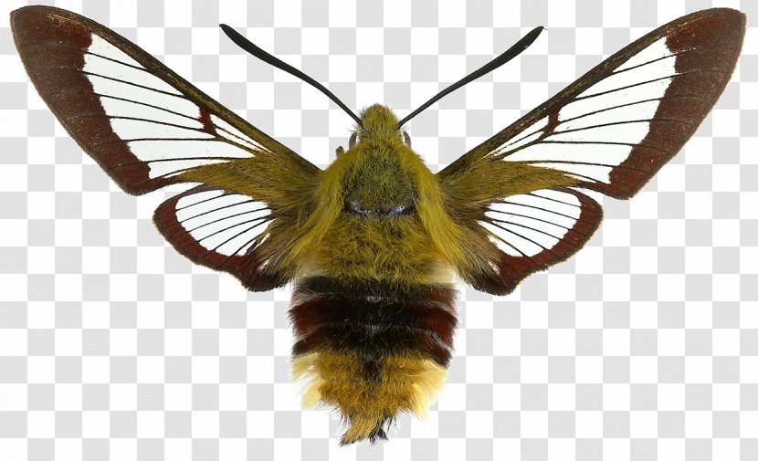 Moth Butterfly Insect Bee Hemaris Fuciformis - Saturnia Pyri Transparent PNG